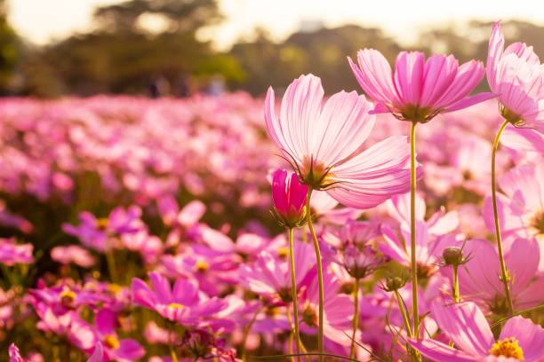 Cosmos flowers in the field with evening sunlight. stock photo