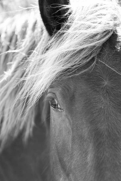 istock Close-up black and white horse photos 1455268653