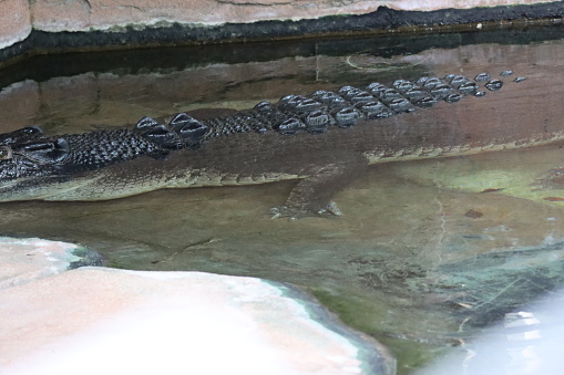 crocodile head, reptile, aquatic, carnivore