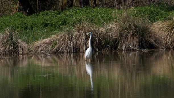 istock Great egret in the nature reserve 1455269835
