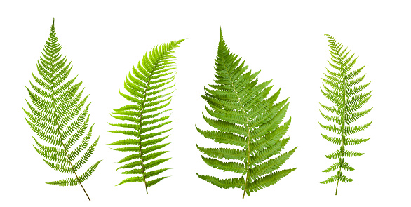 Group of ferns isolated on white background