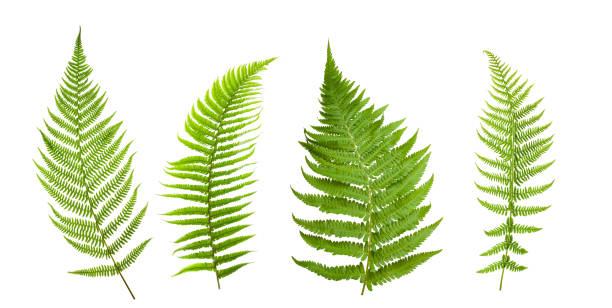 Group of ferns Group of ferns isolated on white background fern stock pictures, royalty-free photos & images