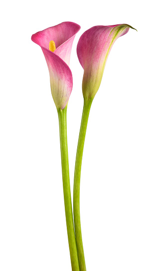 Beautiful coral pink lily flowers with green leaves of Lilium (true lilies) the herbaceous flowering plant growing from bulbs isolated on white background, clipping path included.