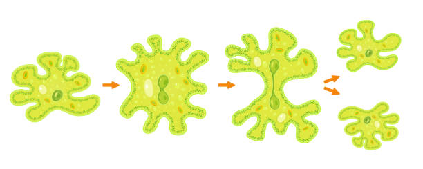 ilustraciones, imágenes clip art, dibujos animados e iconos de stock de infografía de fisión binaria de ameba. reproducción de las bacterias más simples. formación de organismos unicelulares. - paramecium