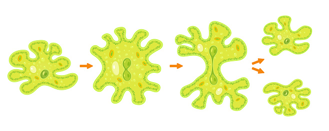 Amoeba binary fission infographic. Vector illustration of reproduction of simplest bacteria. Formation of unicellular organisms.
