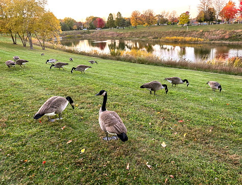 A flock of Canada Geese resting on a snow and ice covered Marsh in early spring