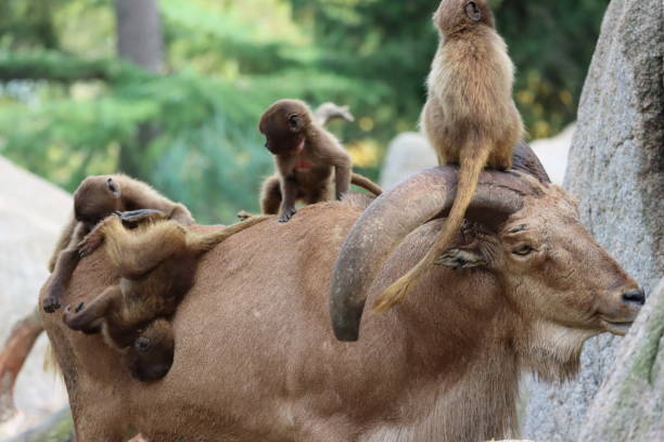 istock Wildlife in the Zoo 1455273451