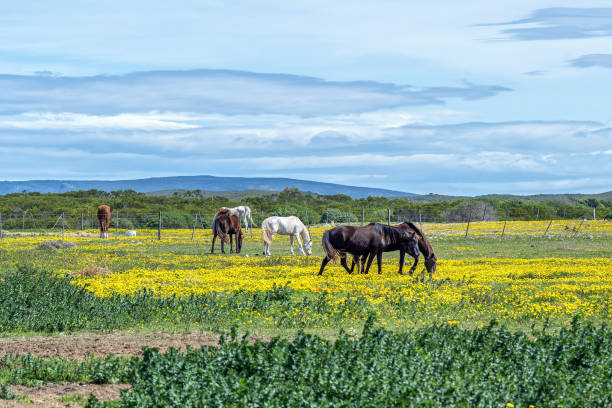 Horses grazing between wild flowers in Struisbaai