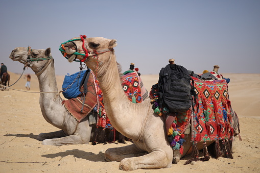 Portrait of Indian camel trader in Pushkar, Rajasthan, India.