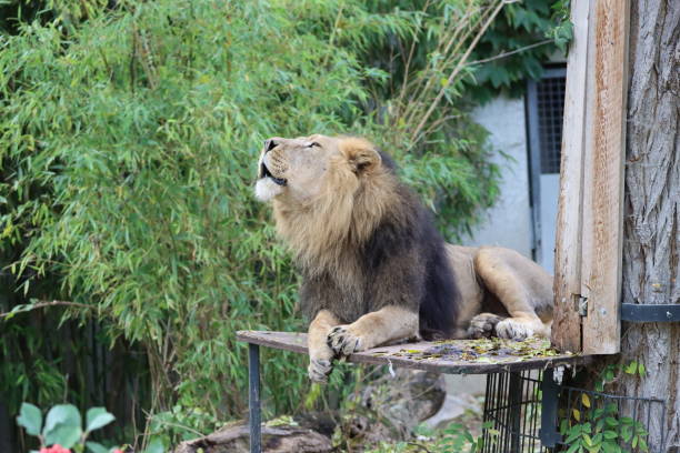 istock Wildlife in the Zoo 1455274961