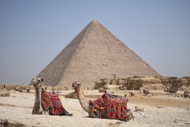 istock Camels in Giza 1455275004