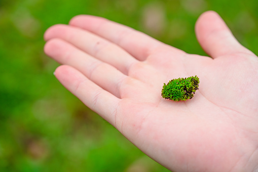 hand with a small piece of grass.