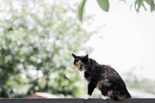 cute street cat is sitting on the fence. animal rescue