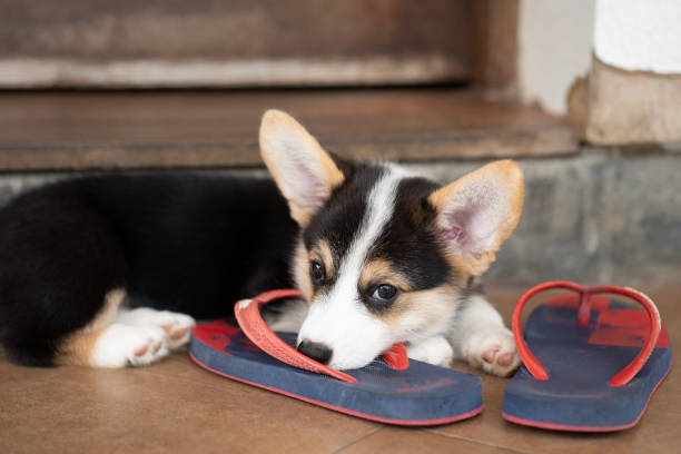 Corgi Flip Flops - Black & Tan Corgi Flip Flops - Black & Tan