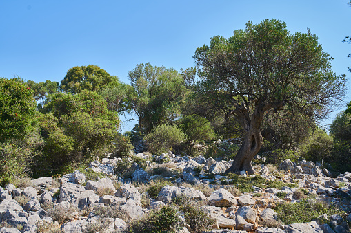 Ancient olive trees in the Olive Gardens of Lun Croatia