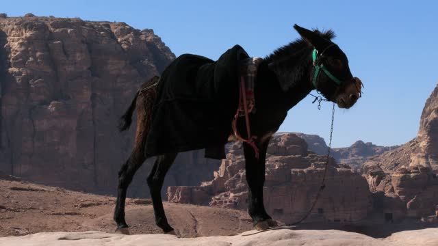 Donkey at Petra, historic city in Jordan