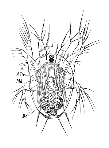 Antique biology zoology image: nauplius, Cyclops