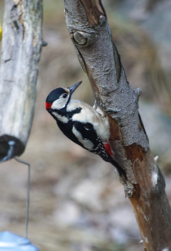 a woodpecker perched on a tree branch
