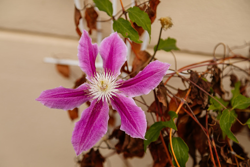Close-up of two purple Clematis Blossoms in garden in spring