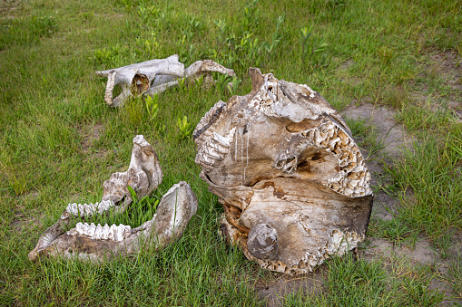 Elephant skull with visible molars laying on the savannah in the Okavango Delta in Botswana