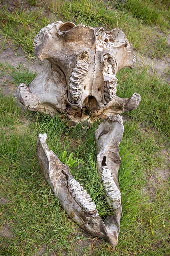 Elephant skull with visible molars laying on the savannah in the Okavango Delta in Botswana