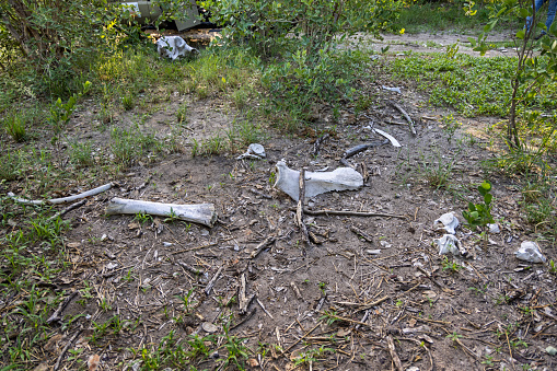 Skeleton remains of a African elephant laying on the ground on the savannah in the Okavango Delta in Botswana