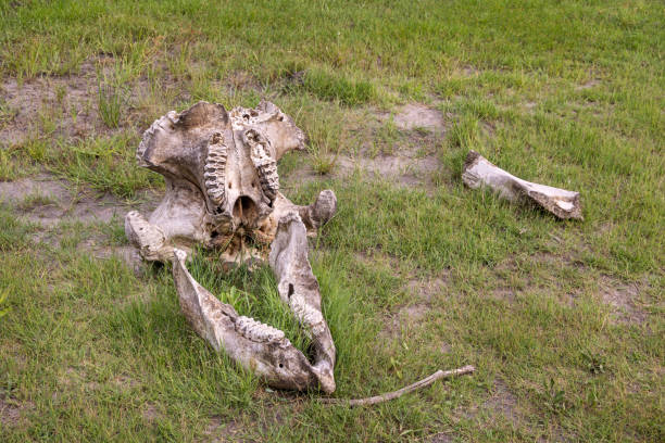 Elephant skull with visible molars laying on the savannah in the Okavango Delta in Botswana