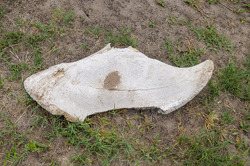 Buffalo skull on dry cracked ground in hot summer day.