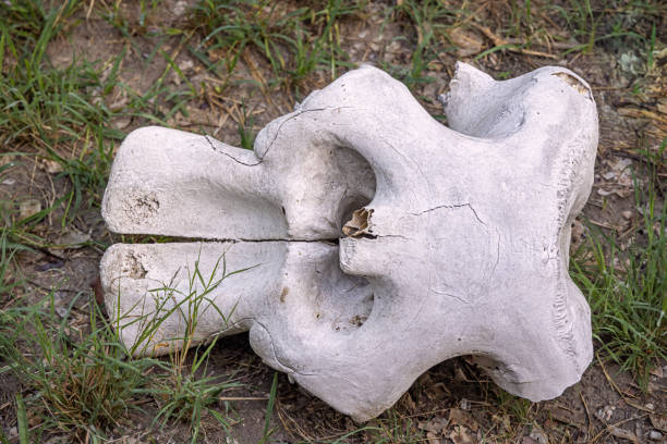 istock Skull of a dead elephant seen from above 1455281102