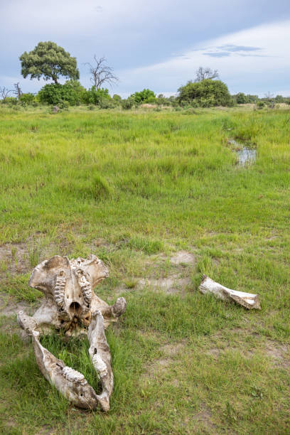 istock Elephant skull on the savannah 1455281215