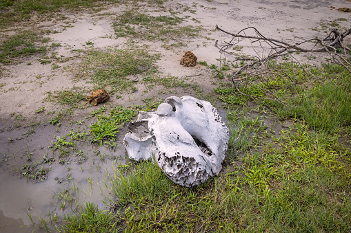 Skull of a African elephant laying on the savannah in the Okavango Delta in Botswana