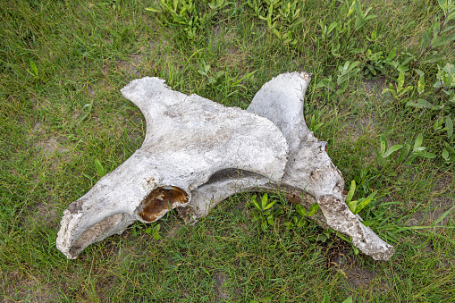 A whitetailed deer buck antlers and skull european mount on a white background.