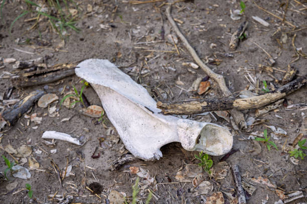 Skeleton remains of a African elephant laying on the ground on the savannah in the Okavango Delta in Botswana