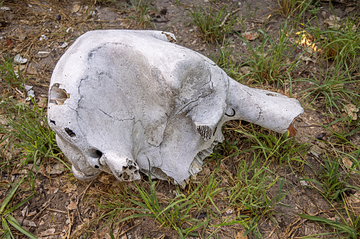 Side view to a elephant skull found on the savannah in the Okavango Delta in Botswana