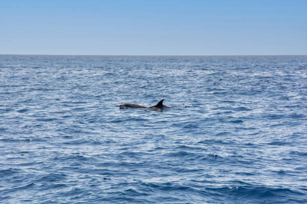 istock Dolphin in the sea 1455283661