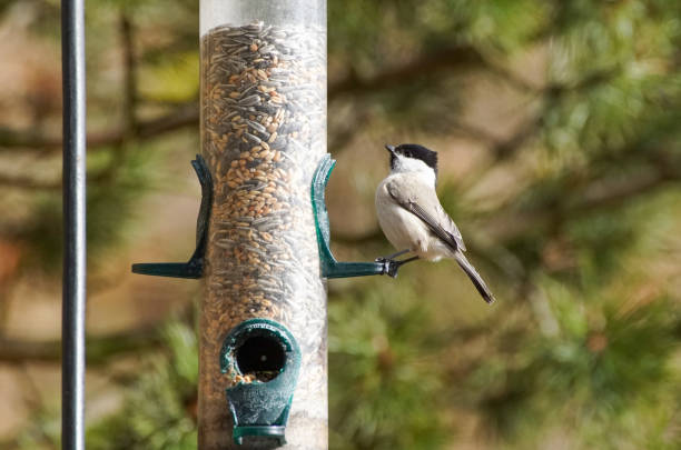 istock Close-up of bird perching on a feeder 1455284317
