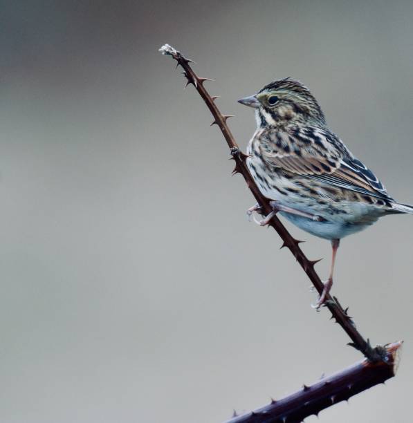 savannah sparrow mdc bord on a tree twig with blur background - passerculus sandwichensis imagens e fotografias de stock