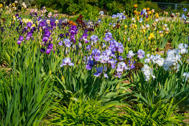istock Blooming irises garden 1455284647