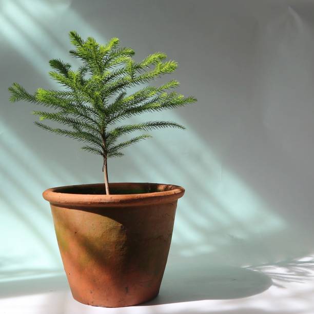 A small potted Norfolk Island pine with natural light on white background A small potted Norfolk Island pine with natural light on white background araucaria heterophylla stock pictures, royalty-free photos & images