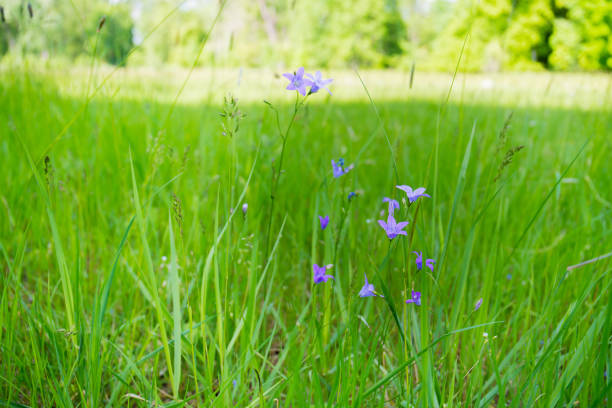 meadow full of blooming flowers on a sunny day