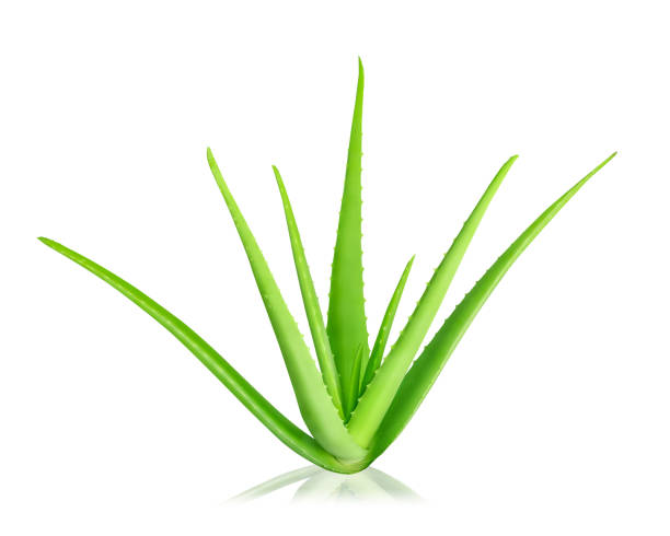 istock Aloe Vera isolated on white background. 1455284991