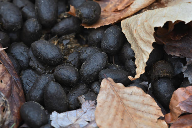 istock Moose scat in leaves 1455286000