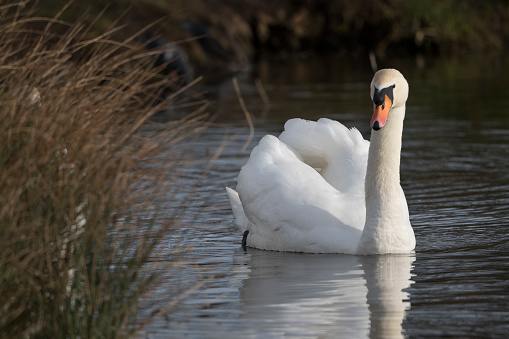 Inquisitive adult mute swan investigating what is behind the reed