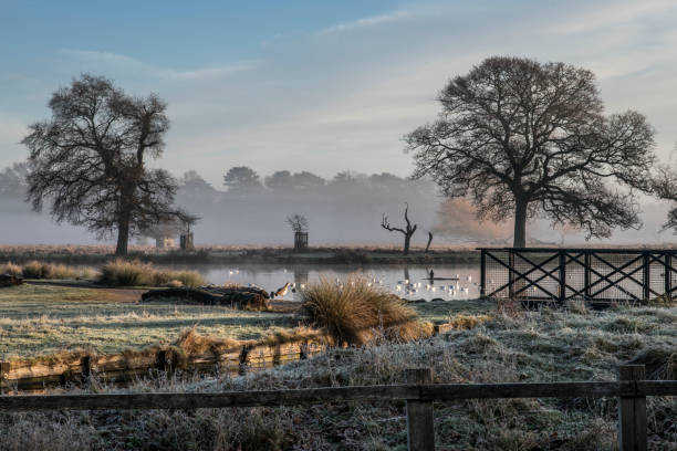 sol geada e névoa de janeiro - bushy park - fotografias e filmes do acervo