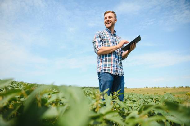 Agronomist inspecting soya bean crops growing in the farm field. Agriculture production concept. young agronomist examines soybean crop on field in summer. Farmer on soybean field. Agronomist inspecting soya bean crops growing in the farm field. Agriculture production concept. young agronomist examines soybean crop on field in summer. Farmer on soybean field agriculture stock pictures, royalty-free photos & images