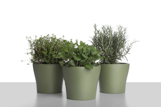 istock Pots with thyme, mint and rosemary on white background 1455288558