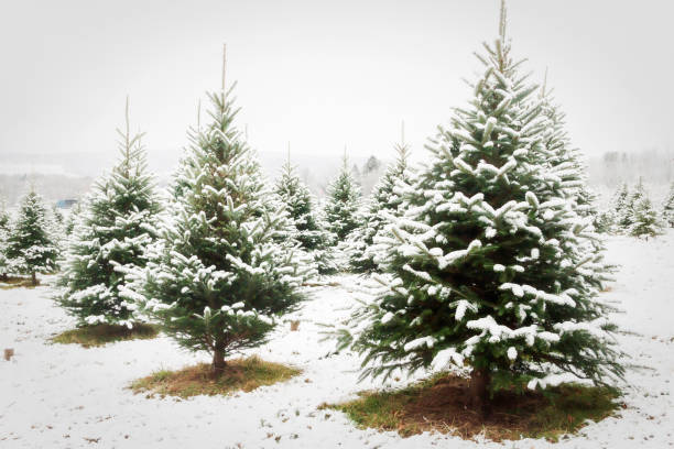 istock Christmas Trees for Sale 1455288647