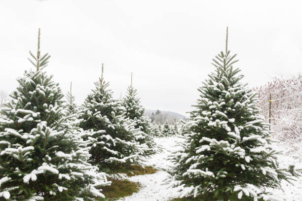 istock Nature -Christmas Tree Farm 1455288650