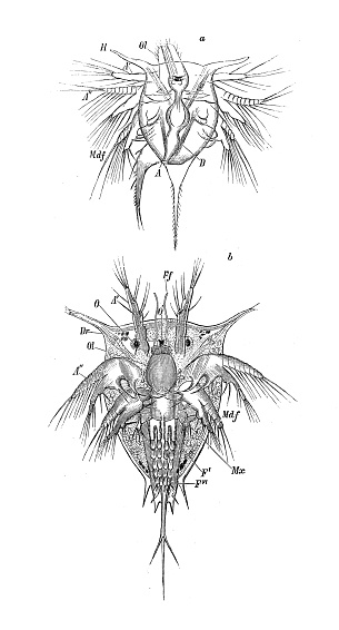 Antique biology zoology image: Cirripedia larva, Balanus larva