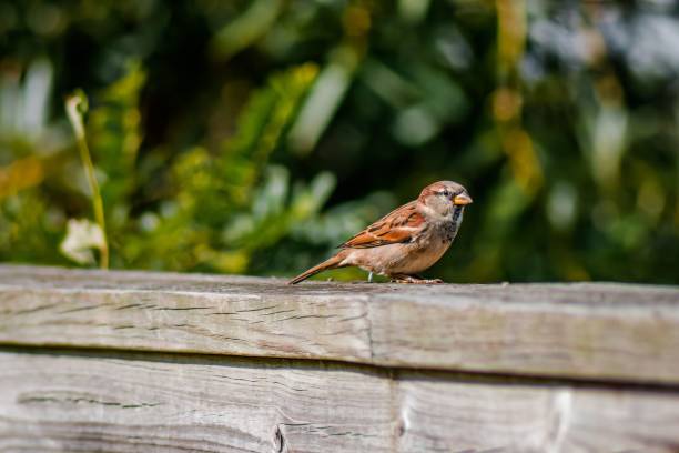 istock Brown sparrow perching on a wooden fence 1455289207